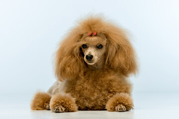 Brown poodle on a uniform background