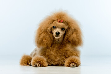 Brown poodle on a uniform background