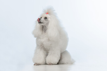 White poodle on a uniform background