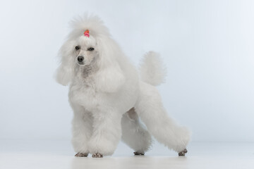 White poodle on a uniform background