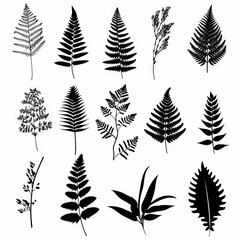 Fototapeta premium Asparagus Fern Flower Icon Set, Garden Asparagus Fern Black White Design, Abstract Asparagus Fern Symbol