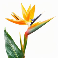 Obraz premium Bird of Paradise Tropical Flower Isolated, Strelitzia Bloom, Orange Exotic Bird Head Flower on White