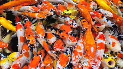 Top view of colorful Koi fishes or Japanese Koi carp swimming in the healthy lake.