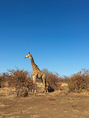 Fototapeta premium giraffe in the savannah