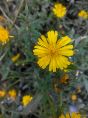 Blooming beautiful yellow flower. Nipplewort, Crepidiastrum sonchifolium, Picris. Leaves and flowers on a blurred background