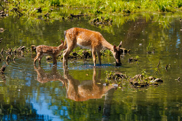 A deer and fawns in a forest in a park on a summer day