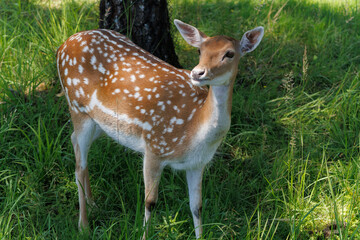 A deer and fawns in a forest in a park on a summer day