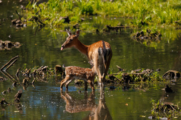 A deer and fawns in a forest in a park on a summer day