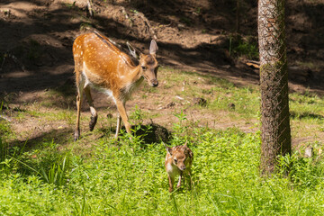 A deer and fawns in a forest in a park on a summer day