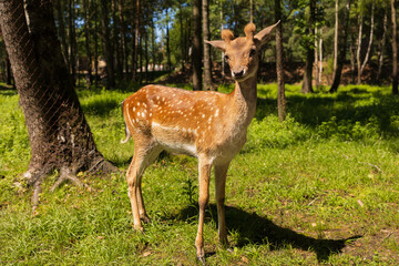 A deer and fawns in a forest in a park on a summer day