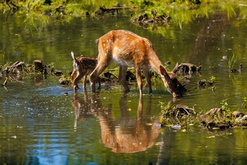 A deer and fawns in a forest in a park on a summer day