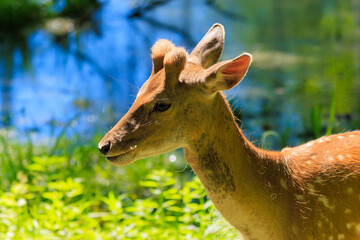 A deer and fawns in a forest in a park on a summer day