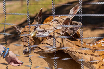A deer and fawns in an enclosure in a zoo-landscape park on a summer day