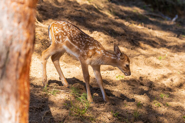 A deer and fawns in a forest in a park on a summer day