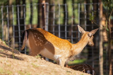 A deer and fawns in a forest in a park on a summer day