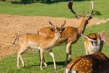A deer and fawns in an enclosure in a zoo-landscape park on a summer day