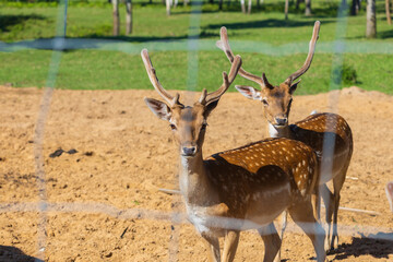 A deer and fawns in a forest in a park on a summer day