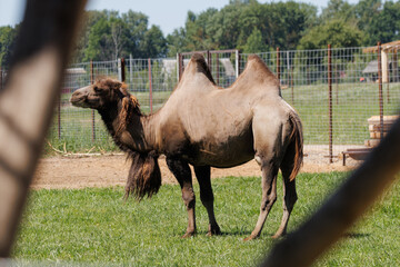 Camels in a zoo-landscape park on a summer day
