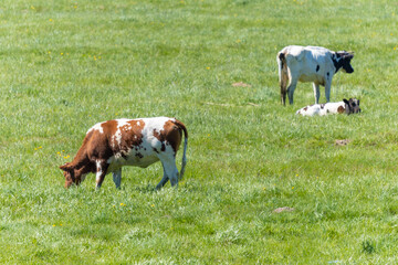 Bulls, cows and calves in a zoo and landscape park on a summer day