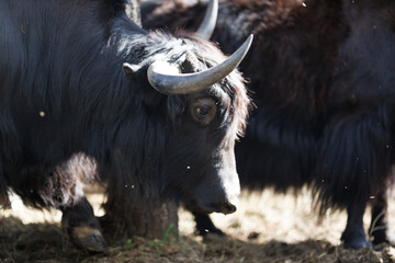 Yak bull bison, in a zoo and landscape park on a summer day © Tatiana