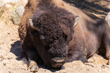 Bison, yak in a zoo and landscape park on a summer day © Tatiana