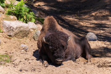 Bison, yak in a zoo and landscape park on a summer day