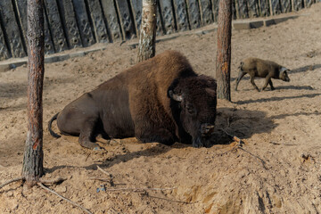 Fototapeta premium Bison, yak in a zoo and landscape park on a summer day