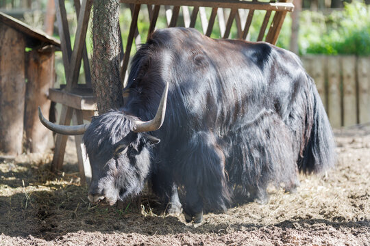 Yak bull bison, in a zoo and landscape park on a summer day