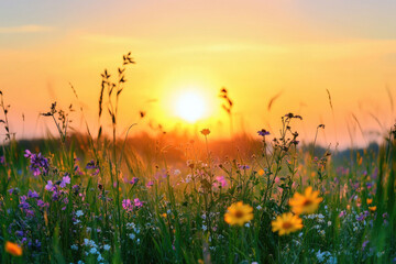 Fototapeta premium Sunset Over a Summer Field