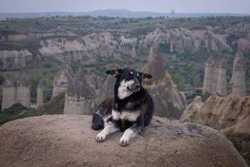 Dog at Love Valley