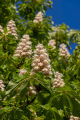 a flowering chestnut tree in spring