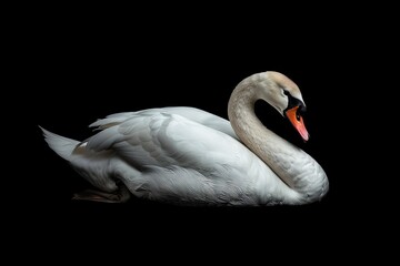 Fototapeta premium Portrait of a serene swan on a black background