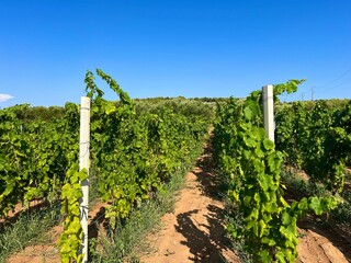 Vineyards in Lumbarda on the Adriatic island of Korcula, Croatia