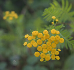 Beautiful close-up of tanacetum vulgare