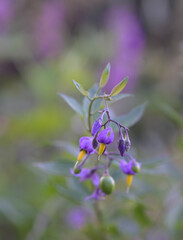 Beautiful close-up of solanum dulcamara