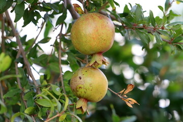 Unripe pomegranates in a city park against the background of green foliage of trees.