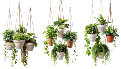 Set of potted indoor flowers suspended on ropes on a transparent background. Concept of decoration, design and plants.