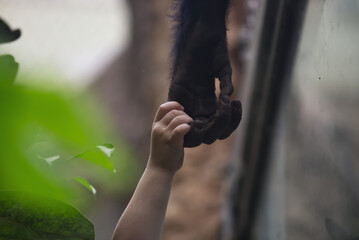 Mensch und Affe geben sich die Hand