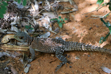Collared lizard on the rock