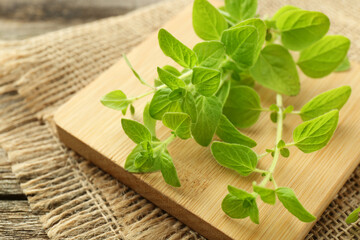 Sprigs of fresh green oregano on table, closeup