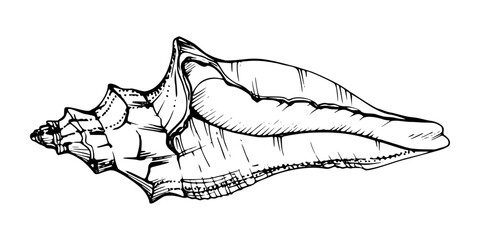 Marine life, sea ocean underwater creatures fish, shells algae seaweed, Ink and pen sketch hand drawn. Single object illustration, stylized, isolated on white. Zoo shop, aquarium, cosmetics, resort