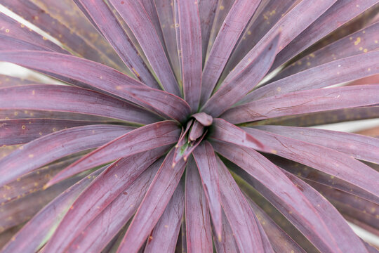 yucca desmetiana plant closeup view