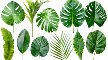 Fototapeta premium Natural tropical green leaves with various shapes and sizes isolated on a transparent PNG background.