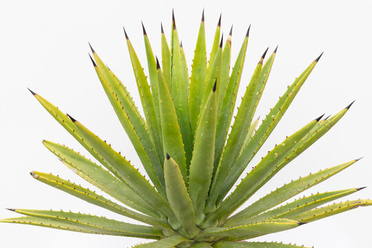 Agave decipiens with Shape Points of the leaves Closeup. Selective focus