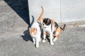 毛色の違う猫の親子