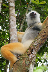Madagascar lemur