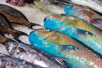 Fresh fish in Waterfront Market in Dubai City, United Arab Emirates.