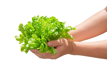 Farmer or worker crop fresh green oak lettuce