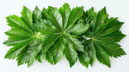 Fototapeta premium Cluster of aralia leaves fanned out artistically, showcasing their tropical beauty on a clean white background