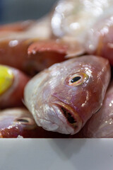Fresh fish in Waterfront Market in Dubai City, United Arab Emirates.